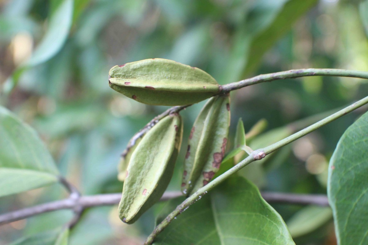 Combretum acuminatum Roxb.